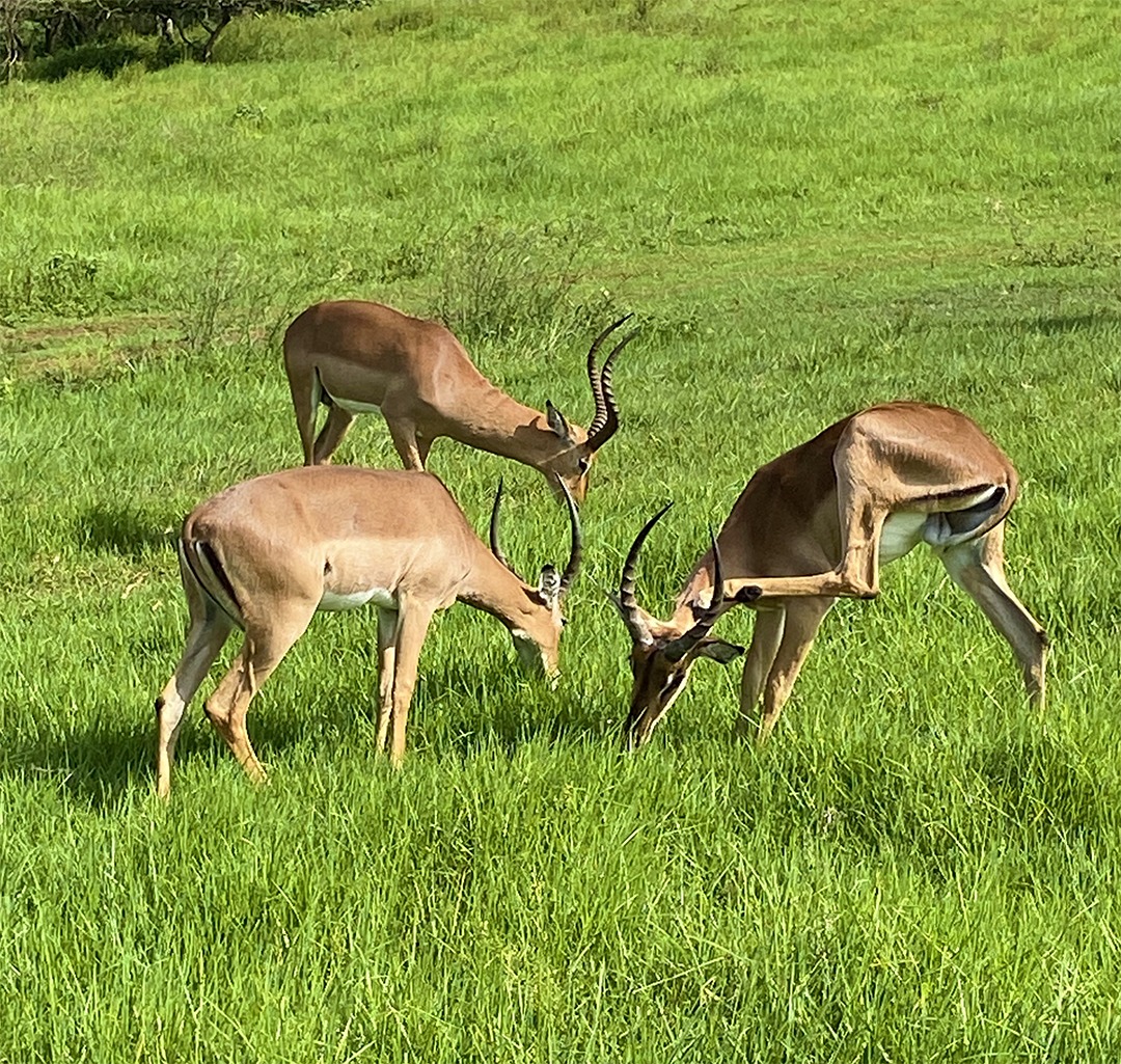 Phezulu Safari Park Love Durban Phezulu Safari Park Love Durban