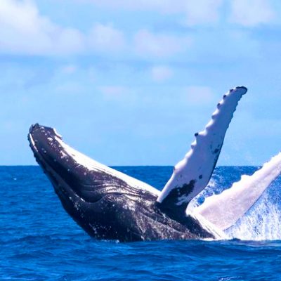 Whales from the Isle of Capri cruises in Durban South Africa. A top 10 tourist attraction as featured on Lovedurban.com Durban tourist information and what's on in Durban website