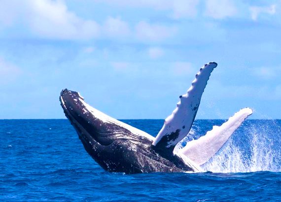Whales from the Isle of Capri cruises in Durban South Africa. A top 10 tourist attraction as featured on Lovedurban.com Durban tourist information and what's on in Durban website